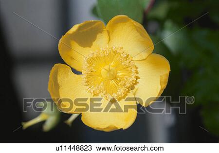 Stock Image - Flower. Fotosearch