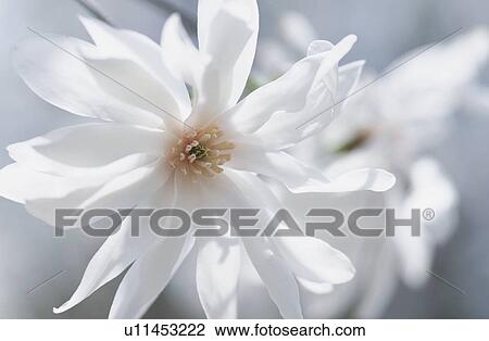 Stock Image - Flower. Fotosearch