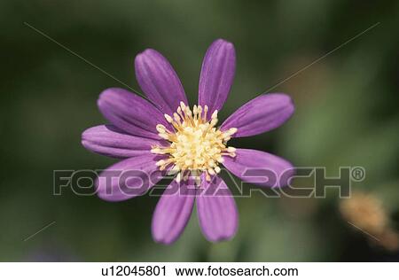 Flower View Large Photo Image Stock Image - Flower. Fotosearch