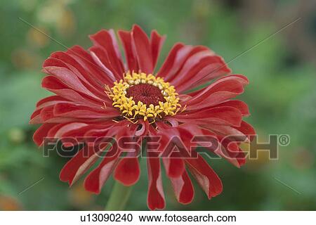 Stock Image - Flower. Fotosearch