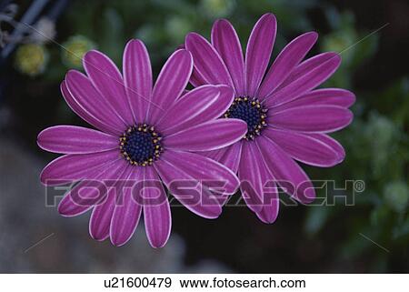 Stock Photo - Flower. Fotosearch