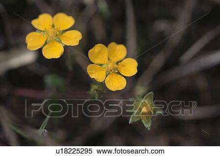 Stock Photography - Flower. Fotosearch