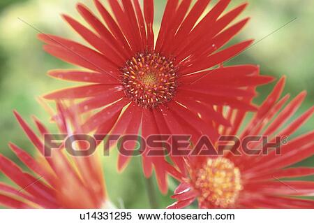Gerbera View Large Photo Image Stock Photography - Gerbera. Fotosearch