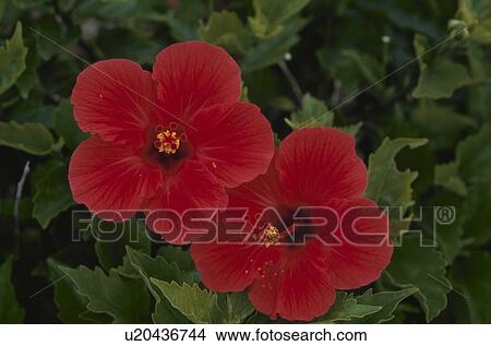 Picture - Hibiscus. Fotosearch