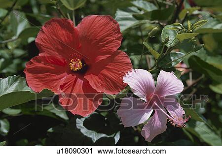 Hibiscus View Large Photo Image Stock Image - Hibiscus. Fotosearch