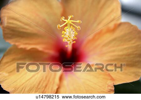Hibiscus View Large Photo Image Stock Photography - Hibiscus. Fotosearch