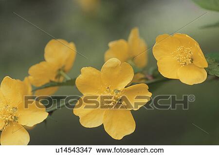 Kerria View Large Photo Image Stock Photo - Kerria. Fotosearch