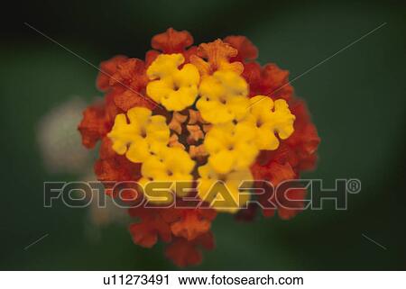 Lantana View Large Photo Image Stock Image - Lantana. Fotosearch
