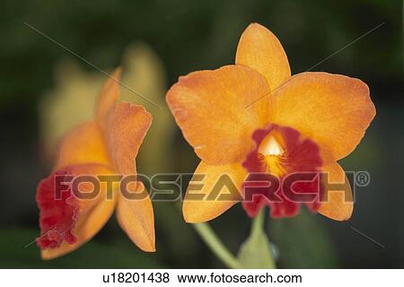Orchid (Mini Cattleya) View Large Photo Image Stock Photo - Orchid (Mini Cattleya). Fotosearch
