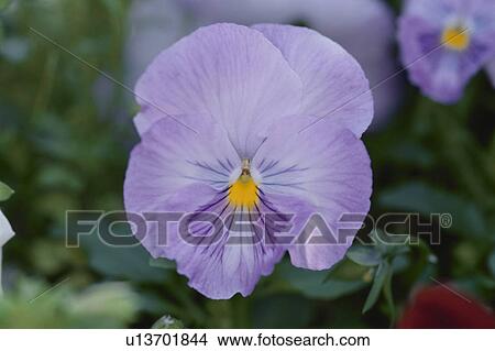 Pansy View Large Photo Image Picture - Pansy. Fotosearch