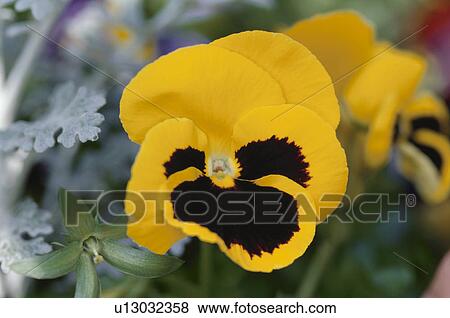 Pansy View Large Photo Image Stock Photo - Pansy. Fotosearch