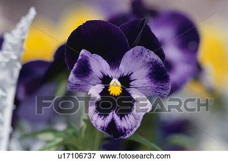 Pansy View Large Photo Image Stock Photo - Pansy. Fotosearch