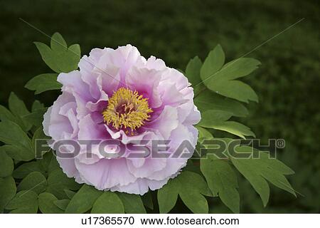 Peony View Large Photo Image Stock Image - Peony. Fotosearch
