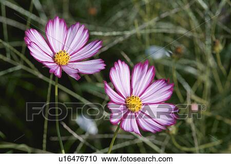 Pink Cosmos View Large Photo Image Stock Image - Pink Cosmos. Fotosearch
