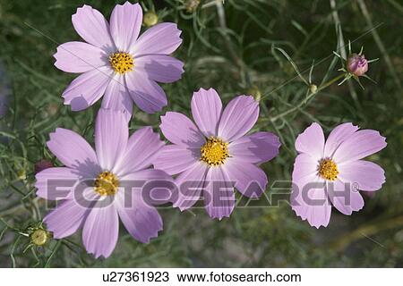 Stock Image - Pink Cosmos. Fotosearch