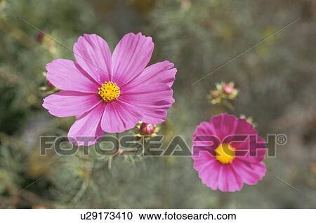 Pink Cosmos View Large Photo Image Stock Image - Pink Cosmos. Fotosearch