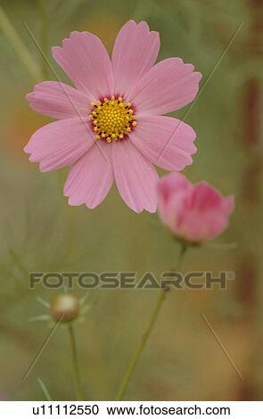 Pink Flower View Large Photo Image Stock Image - Pink Flower. Fotosearch
