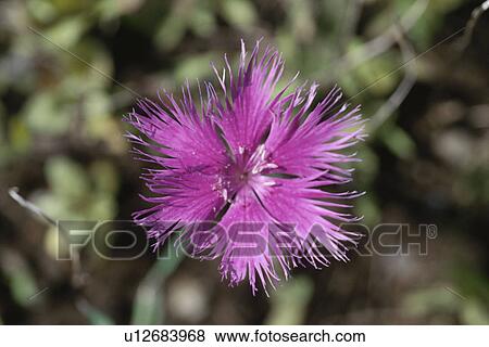 Stock Photo - Pink. Fotosearch