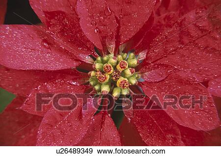 Stock Photo - Poinsettia. Fotosearch