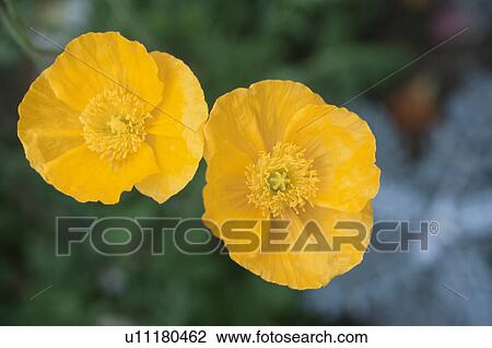 Poppy View Large Photo Image Stock Image - Poppy. Fotosearch