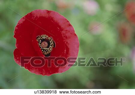 Poppy View Large Photo Image Stock Photo - Poppy. Fotosearch