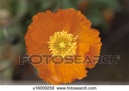 Poppy View Large Photo Image Stock Photo - Poppy. Fotosearch