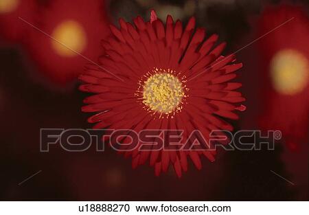 Stock Image - Red Flower. Fotosearch