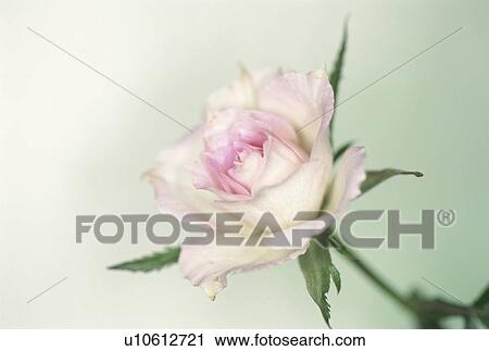 Rose View Large Photo Image Stock Image - Rose. Fotosearch