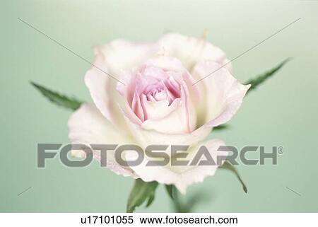Rose View Large Photo Image Stock Photography - Rose. Fotosearch