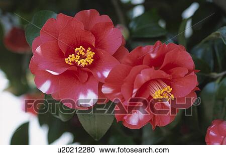 The Flower Of A Camellia View Large Photo Image Stock Image - The Flower Of A Camellia. Fotosearch