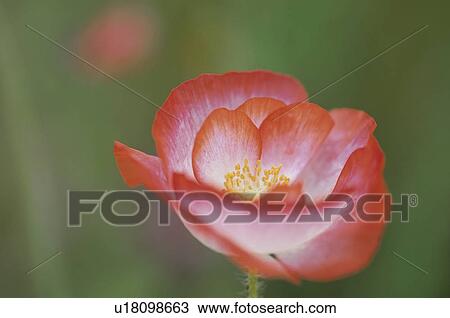 Stock Image - The Flower Of A Flanders Poppy. Fotosearch