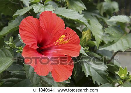 Stock Image - The Flower Of A Hibiscus. Fotosearch
