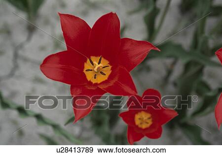 Stock Photo - Tulip. Fotosearch