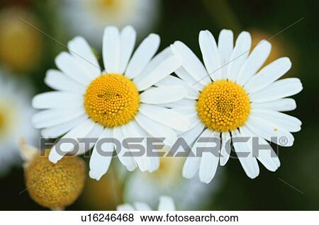 Two Flowers Of Daisy View Large Photo Image Stock Photo - Two Flowers Of Daisy. Fotosearch