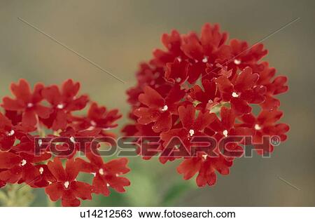 Verbena View Large Photo Image Stock Image - Verbena. Fotosearch