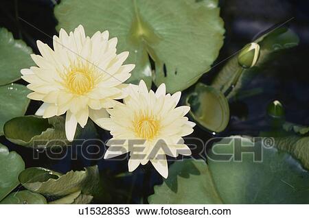Water Lily View Large Photo Image Stock Image - Water Lily. Fotosearch
