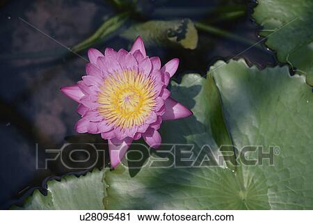 Water Lily View Large Photo Image Stock Image - Water Lily. Fotosearch