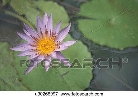 Water Lily View Large Photo Image Stock Photo - Water Lily. Fotosearch