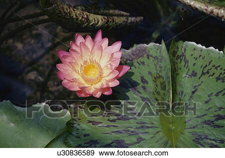 Stock Photo - Water Lily. Fotosearch