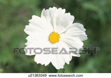 White Cosmos View Large Photo Image Stock Photo - White Cosmos. Fotosearch