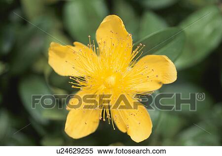 Stock Photography - Willow. Fotosearch