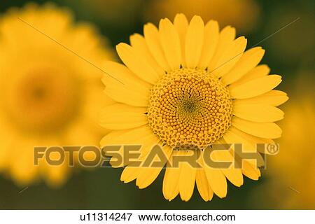 Stock Photo - Yellow Daisy. Fotosearch