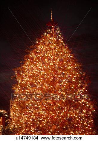 Illuminated Christmas Trees View Large Photo Image Picture - Illuminated Christmas Trees. Fotosearch