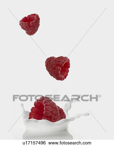 Raspberries Falling in Milk View Large Photo Image Stock Photograph - Raspberries Falling in Milk. Fotosearch