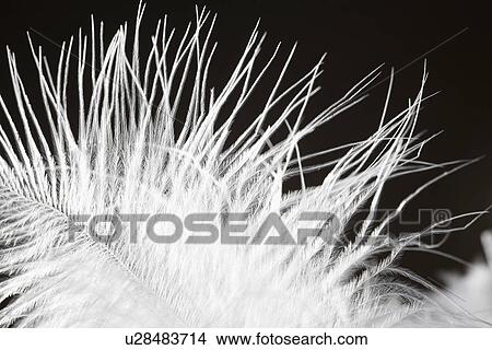 Picture - Single white feather (close-up). Fotosearch