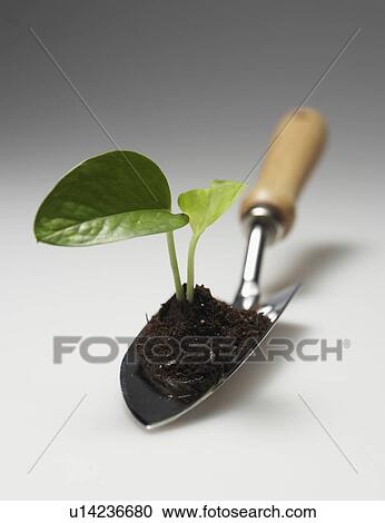 Sprout on Gardening Spade View Large Photo Image Stock Image - Sprout on Gardening Spade . Fotosearch