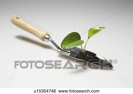 Sprout on Gardening Spade View Large Photo Image Stock Photo - Sprout on Gardening Spade . Fotosearch