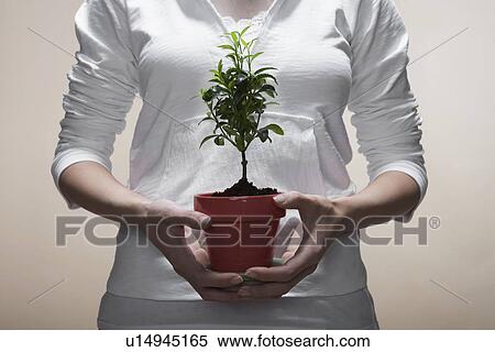 Woman holding houseplant (close-up, midsection) View Large Photo Image Stock Photography - Woman holding houseplant (close-up, midsection). Fotosearch