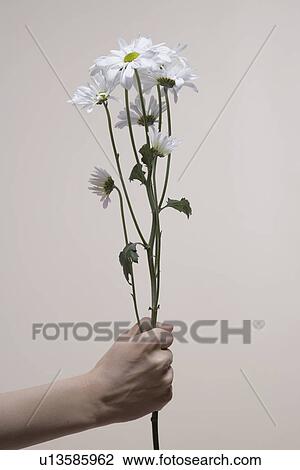 Woman's hand holding daisies (close-up) View Large Photo Image Stock Image - Woman's hand holding daisies (close-up). Fotosearch