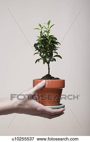 Woman's hands holding potted plant (close-up) View Large Photo Image Stock Photo - Woman's hands holding potted plant (close-up). Fotosearch